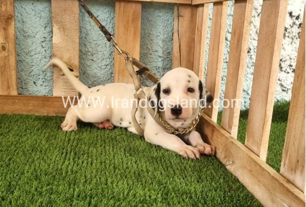 --dalmation-148_7