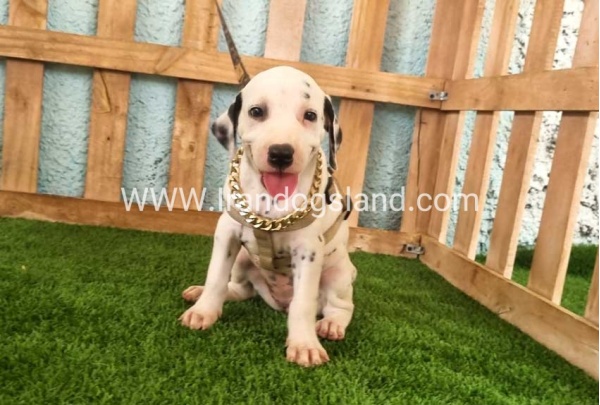 --dalmation-148_9