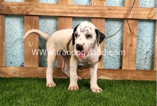 --dalmation-149_1