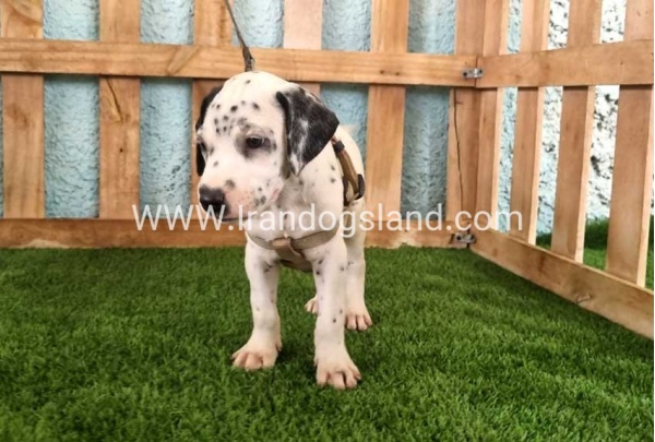 --dalmation-149_10