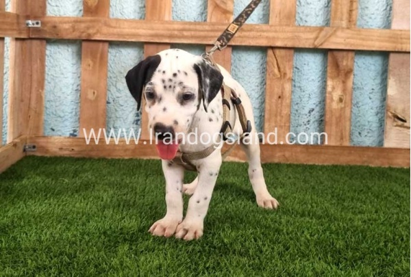 --dalmation-149_11