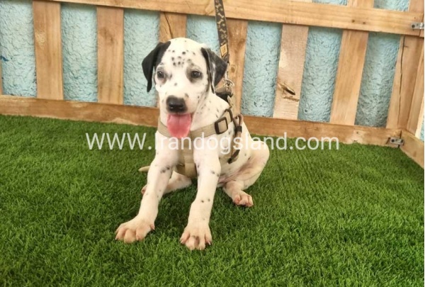 --dalmation-149_3