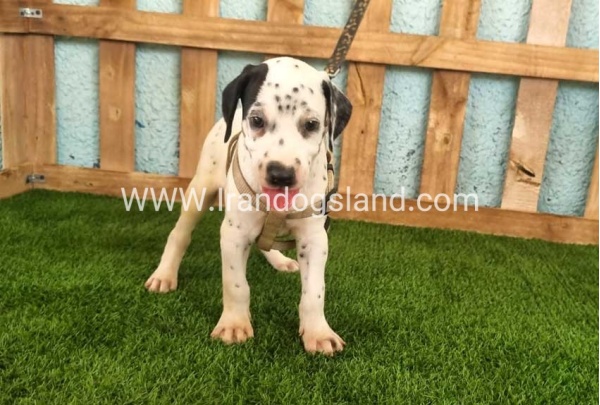 --dalmation-149_4
