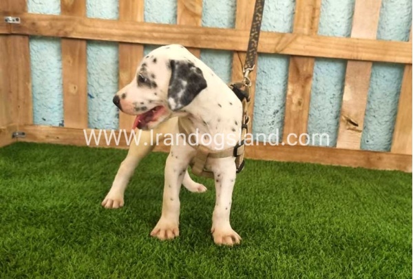 --dalmation-149_5