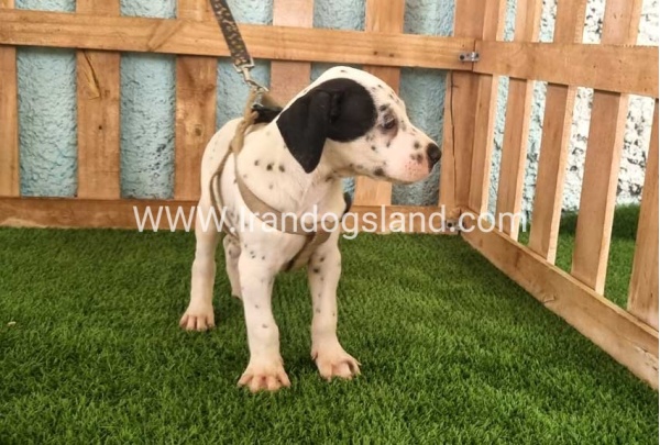 --dalmation-149_6