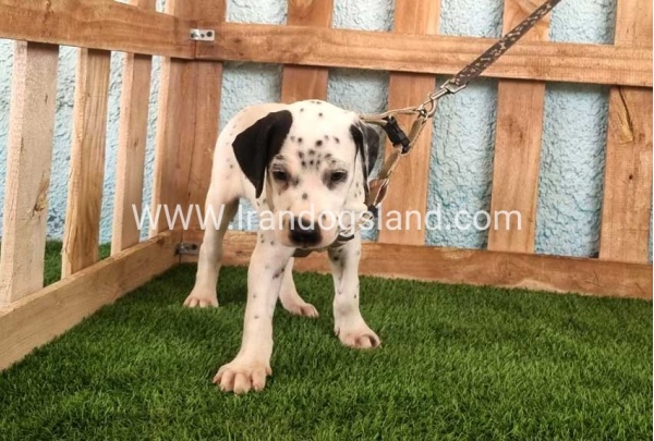 --dalmation-149_7