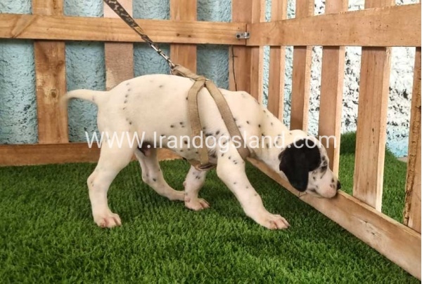 --dalmation-149_8