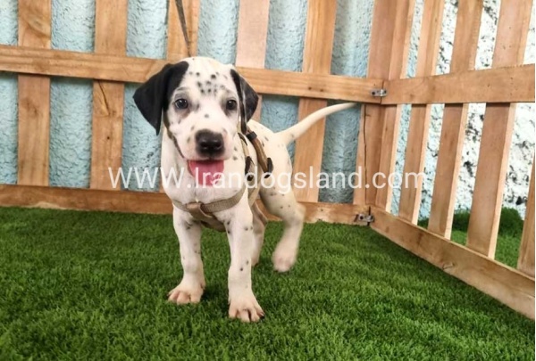 --dalmation-149_9
