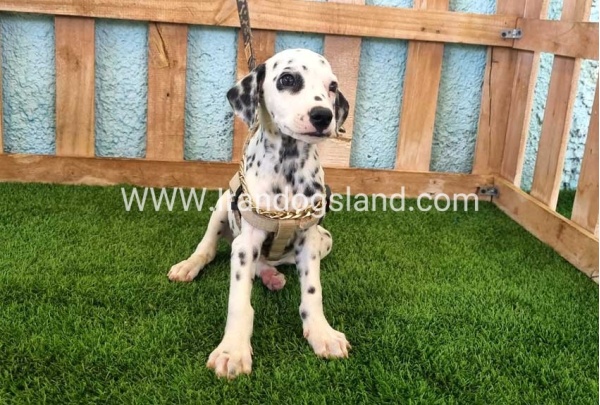 --dalmation-150_1