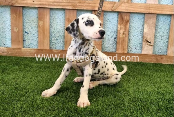 --dalmation-150_10
