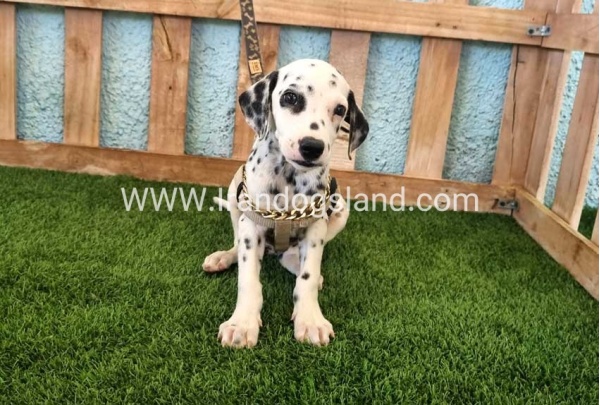 --dalmation-150_2