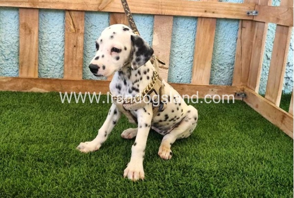 --dalmation-150_3