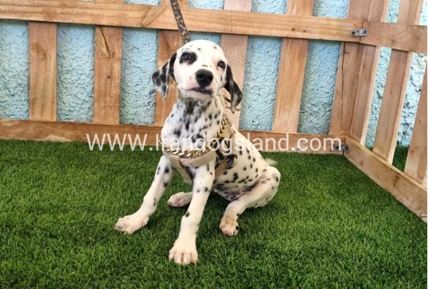 --dalmation-150_4