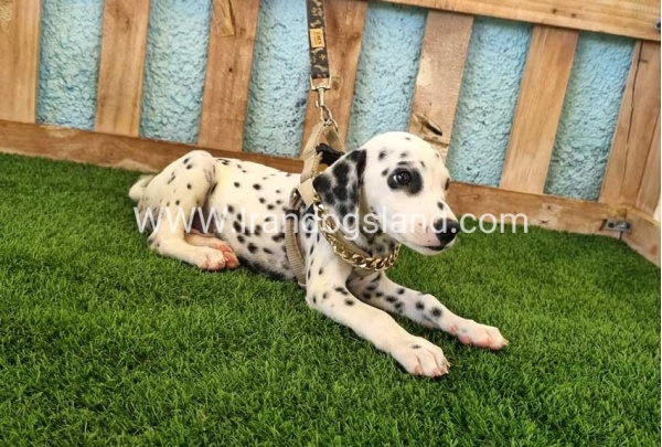 --dalmation-150_5
