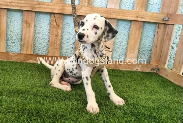 --dalmation-150_6