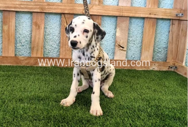 --dalmation-150_7