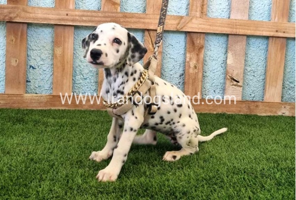 --dalmation-150_8