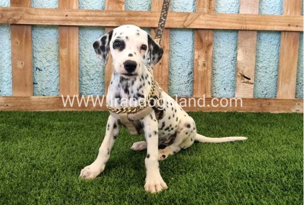 --dalmation-150_9