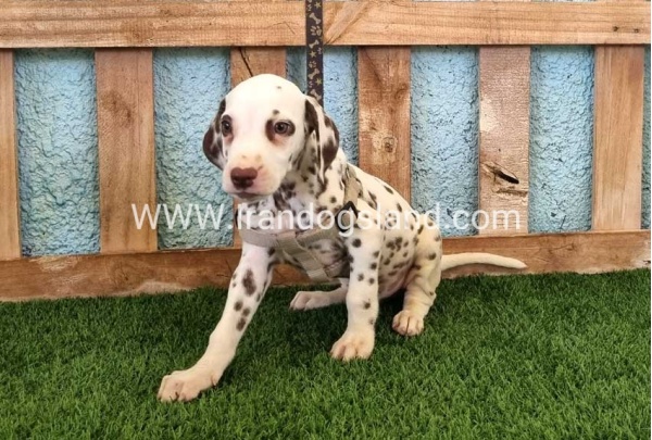 --dalmation-151_1