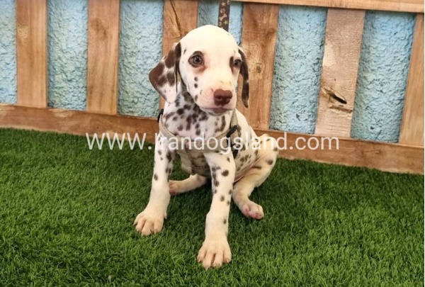 --dalmation-151_10