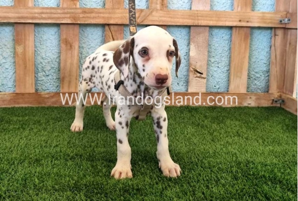 --dalmation-151_11