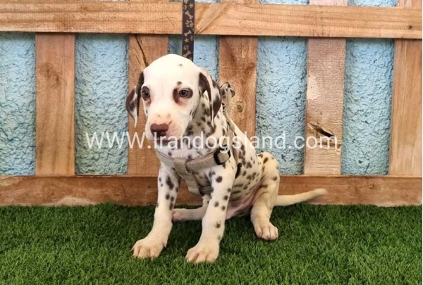 --dalmation-151_2