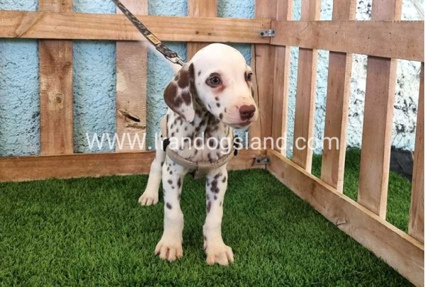 --dalmation-151_3
