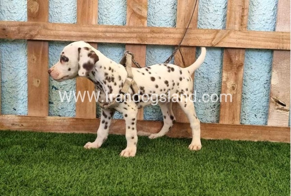 --dalmation-151_4