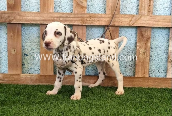--dalmation-151_5