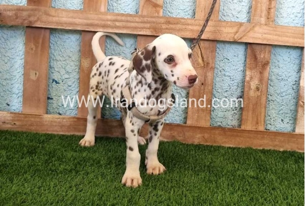 --dalmation-151_6