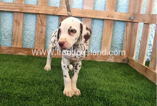 --dalmation-151_7