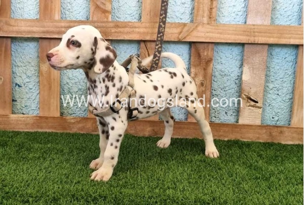 --dalmation-151_8