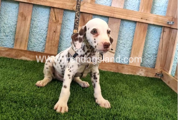 --dalmation-151_9