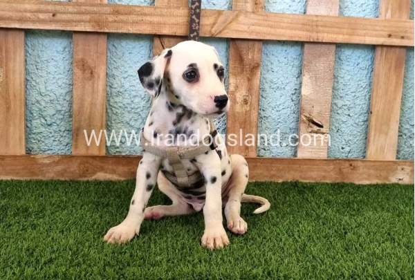--dalmation-152_1