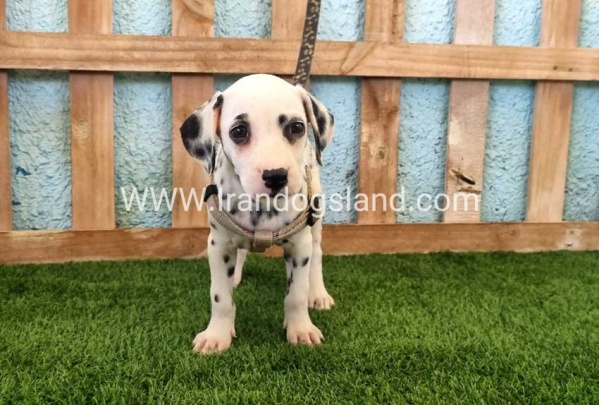 --dalmation-152_10