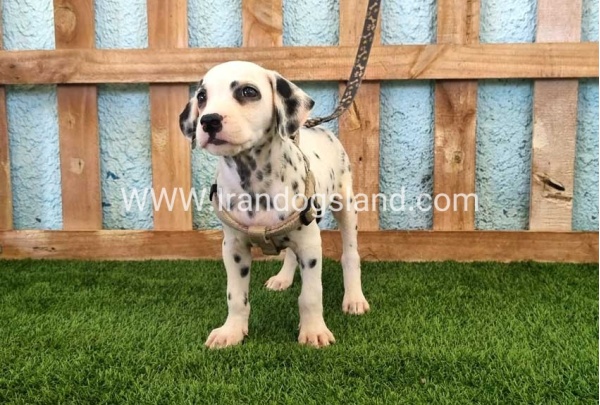 --dalmation-152_11