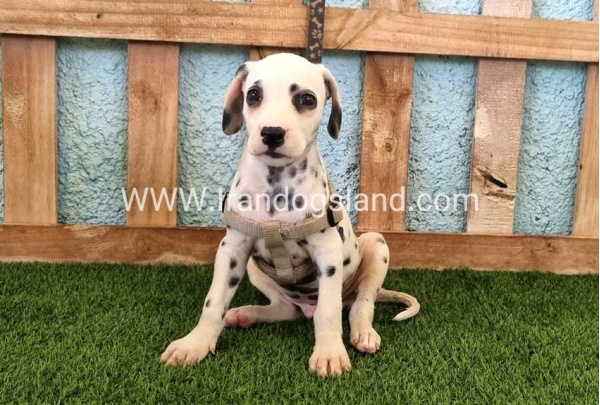 --dalmation-152_2