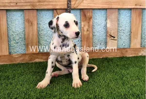 --dalmation-152_3