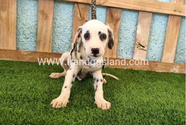 --dalmation-152_4