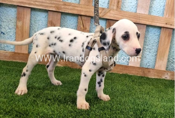 --dalmation-152_5