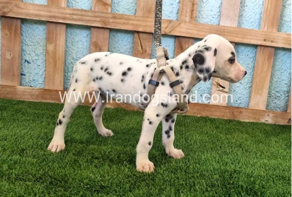 --dalmation-152_6