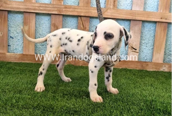 --dalmation-152_7