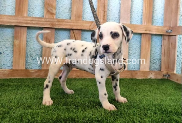 --dalmation-152_8