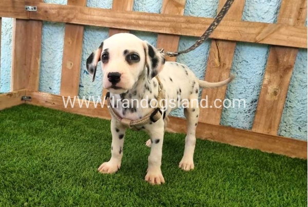 --dalmation-152_9