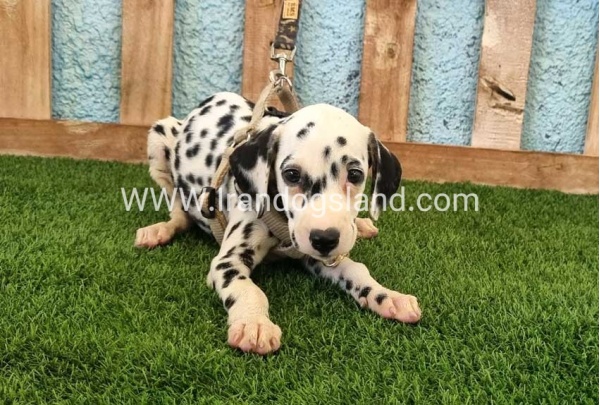 --dalmation-153_1