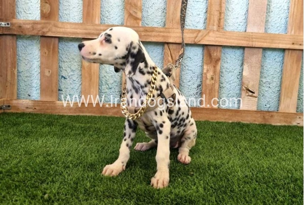 --dalmation-153_2
