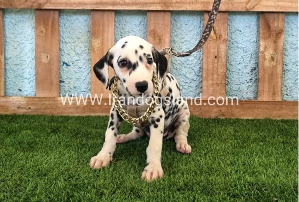 --dalmation-153_3