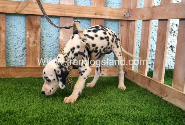 --dalmation-153_4