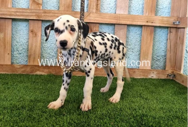 --dalmation-153_5