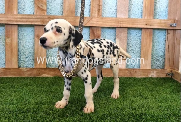 --dalmation-153_6